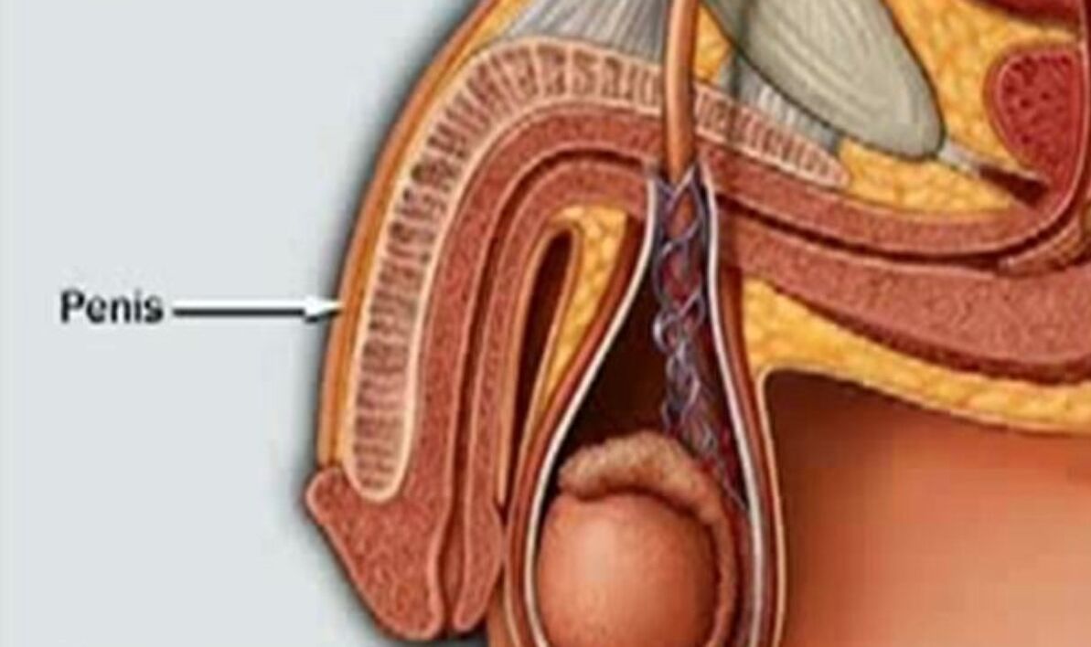 структурата на пениса и как да го увеличите