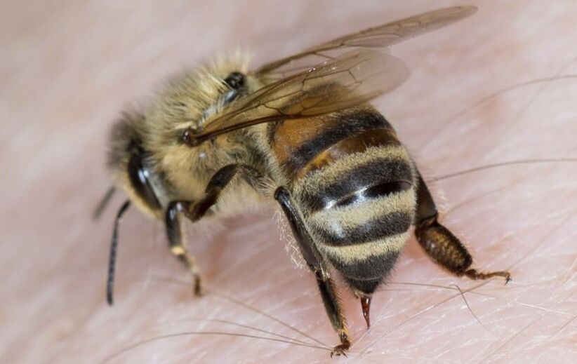 пчелни ужилвания за уголемяване на пениса